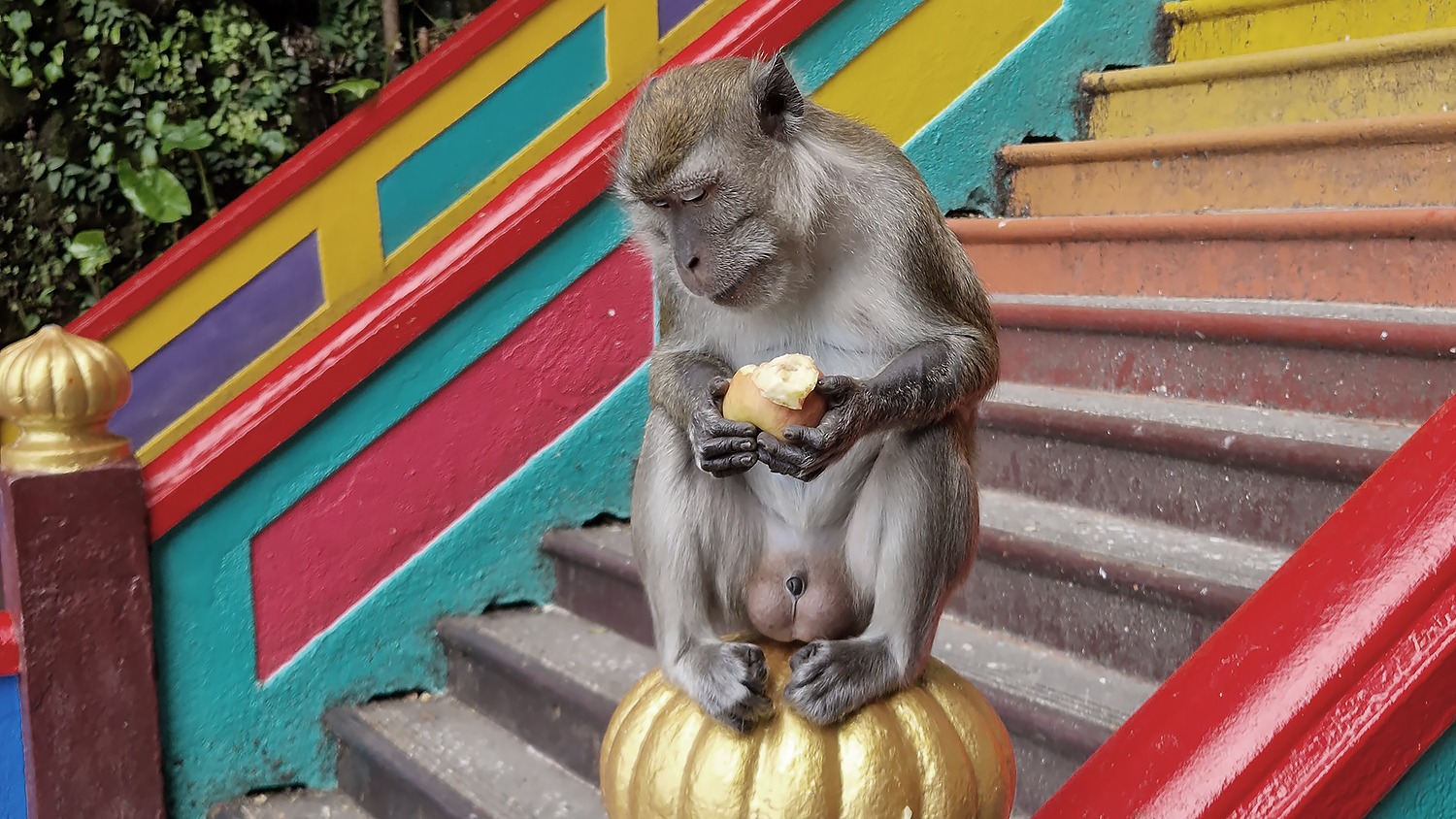Vorsicht vor den Affen in den "Batu Caves"! Die klauen gerne. Foto: Asien-Lifestyle.de by Nathalie Gütermann 