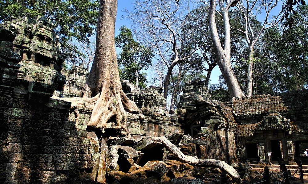 Der 'Ta Prohm'-Tempel in Angkor Wat, Kambodscha. © Asien-Lifestyle.de by Nathalie Gütermann