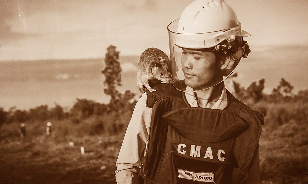 Tier-Helden in Siem Reap: Minensuche mit Ratten