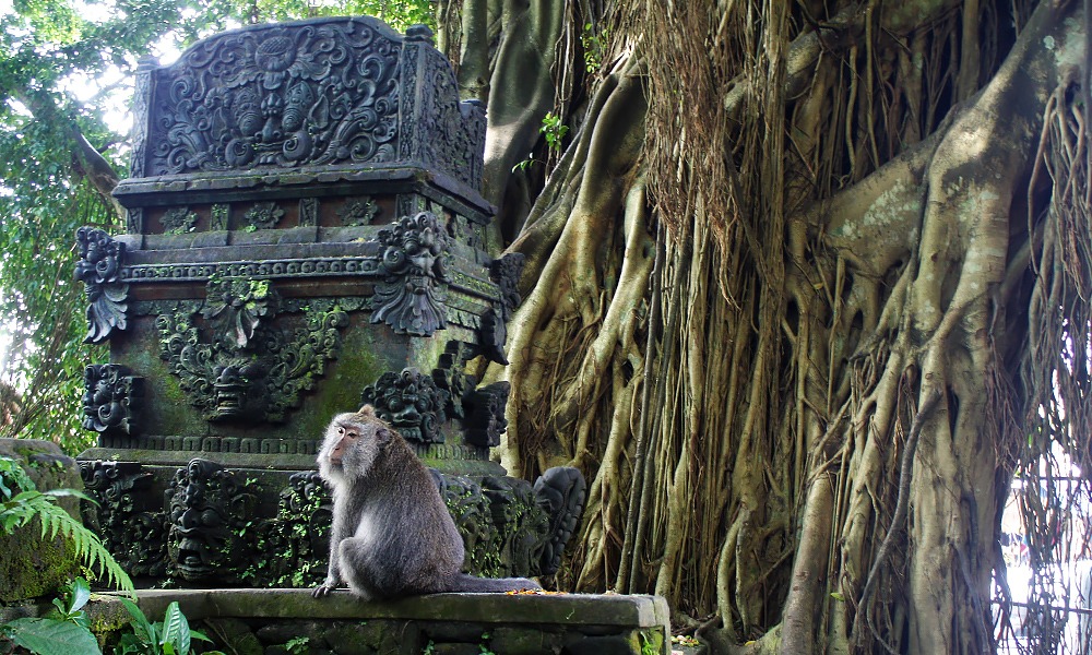 “Monkey Forest”: Heiliger Affenwald in Ubud